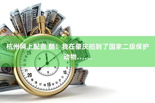 杭州网上配资 酷！我在肇庆拍到了国家二级保护动物……