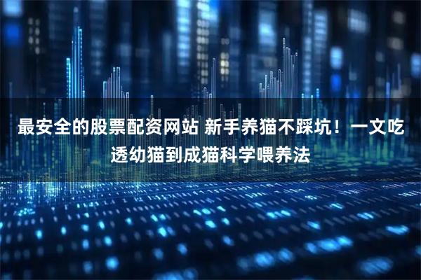 最安全的股票配资网站 新手养猫不踩坑！一文吃透幼猫到成猫科学喂养法